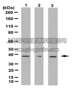 merck millipore,默克密理博,ABC151,Anti-Annexin A1, Antibody