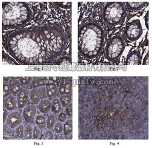 merck millipore,默克密理博,ABC152,Anti-Annexin A2 Antibody