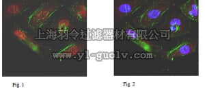 merck millipore,默克密理博,ABC155,Anti-MDC1 Antibody