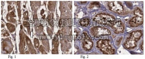 merck millipore,默克密理博,ABC156,Anti-BAG family molecular chaperone regulator 3 (BAG3) Antibody