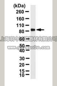 merck millipore,默克密理博,ABC157,Anti-MCM7 Antibody