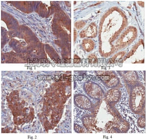 merck millipore,默克密理博,ABC158,Anti-p53 Upregulated Modulator of Apoptosis (PUMA) Antibody