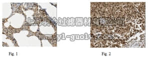 merck millipore,默克密理博,ABC159,Anti-MUC-1 Antibody, EC domain