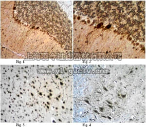 merck millipore,默克密理博,ABC20,Anti-Cystatin-C Antibody