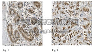 merck millipore,默克密理博,ABC211,Anti-MCM2 Antibody