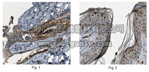 merck millipore,默克密理博,ABC216,Anti-FABP5 Antibody
