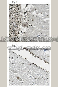 merck millipore,默克密理博,ABC217,Anti-GLI1 Antibody