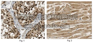 merck millipore,默克密理博,ABC218,Anti-PGC-1 Beta Antibody