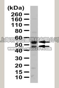 merck millipore,默克密理博,ABC219,Anti-FLI1 Antibody