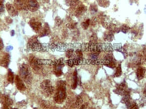 merck millipore,默克密理博,ABC22,Anti-Atg4D Antibody