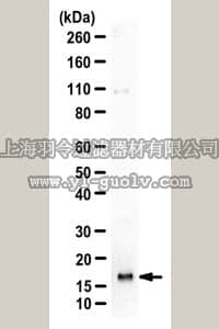 merck millipore,默克密理博,ABC230,Anti-HMGA1 Antibody