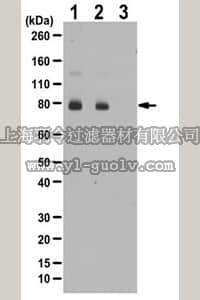 merck millipore,默克密理博,ABC231,Anti-phospho DNM1L Antibody (Ser637)