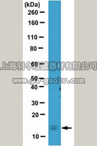 merck millipore,默克密理博,ABC232,Anti-LC3 Antibody