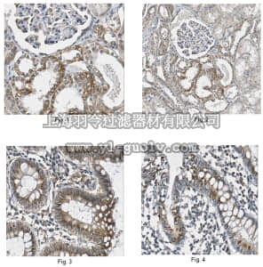 merck millipore,默克密理博,ABC233,Anti-Bcl-2-like protein 11 Antibody