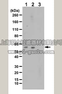 merck millipore,默克密理博,ABC234,Anti-phospho MLKL Antibody (Thr357)