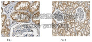 merck millipore,默克密理博,ABC237,Anti-OGG1 Antibody