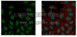 merck millipore,默克密理博,ABC238,Anti-DDB1 Antibody