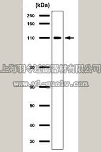 merck millipore,默克密理博,ABC241,Anti-IRE1 Antibody
