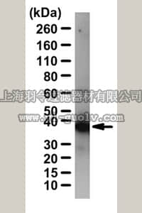 merck millipore,默克密理博,ABC242,Anti-CRKL Antibody