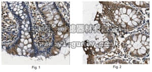 merck millipore,默克密理博,ABC243,Anti-AKR1B10 Antibody