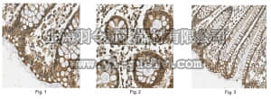 merck millipore,默克密理博,ABC248,Anti-HPGD Antibody