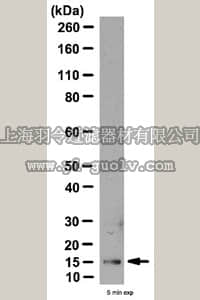 merck millipore,默克密理博,ABC24,Anti-GATE-16 Antibody