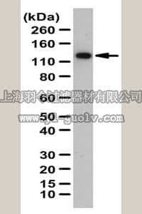 merck millipore,默克密理博,ABC257,Anti-EPHB4 Antibody