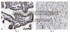 merck millipore,默克密理博,ABC258,Anti-ZBED1 Antibody