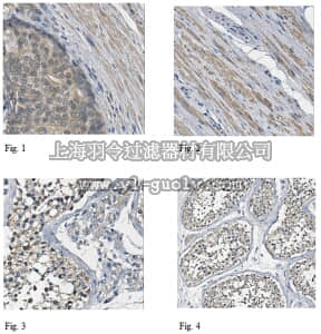 merck millipore,默克密理博,ABC259,Anti-Death-associated protein 1 Antibody