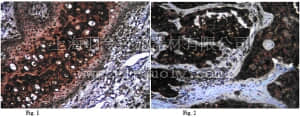 merck millipore,默克密理博,ABC25,Anti-Atg16L1 Antibody