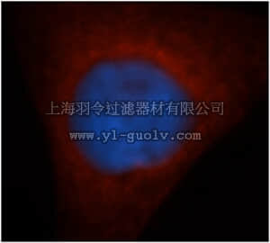 merck millipore,默克密理博,ABC260,Anti-GSTM5 Antibody