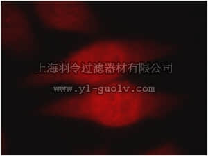 merck millipore,默克密理博,ABC263,Anti-CDC45 Antibody