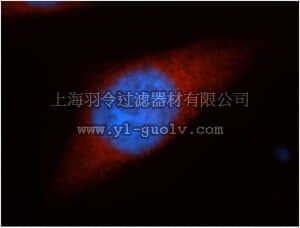 merck millipore,默克密理博,ABC264,Anti-HSPH1 Antibody