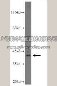 merck millipore,默克密理博,ABC265,Anti-KLF6 Antibody