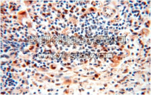 merck millipore,默克密理博,ABC267,Anti-EXOSC10 Antibody
