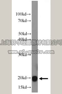 merck millipore,默克密理博,ABC269,Anti-GPX4 Antibody
