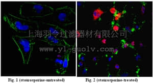 merck millipore,默克密理博,ABC26,Anti-PARP1 (cleaved form) Antibody