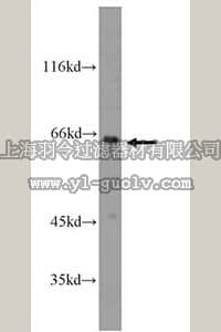 merck millipore,默克密理博,ABC270,Anti-SH2D3A Antibody