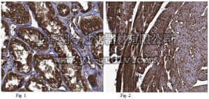 merck millipore,默克密理博,ABC271,Anti-NOX4 Antibody