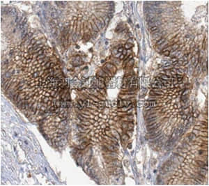 merck millipore,默克密理博,ABC272,Anti-CA9 Antibody
