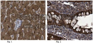 merck millipore,默克密理博,ABC273,Anti-SLC22A18 Antibody