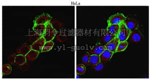 merck millipore,默克密理博,ABC274,Anti-QSOX1 Antibody