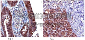merck millipore,默克密理博,ABC275,Anti-CDK6 Antibody