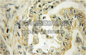 merck millipore,默克密理博,ABC276,Anti-CTNS Antibody