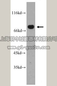 merck millipore,默克密理博,ABC277,Anti-BAG3 Antibody