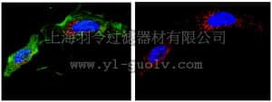 merck millipore,默克密理博,ABC27,Anti-ICAD (DFF) (cleaved form) Antibody