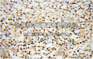 merck millipore,默克密理博,ABC280,Anti-RIOK3 Antibody