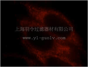 merck millipore,默克密理博,ABC281,Anti-PRDX5 Antibody