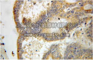 merck millipore,默克密理博,ABC282,Anti-EPHX2 Antibody