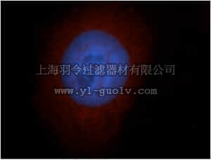 merck millipore,默克密理博,ABC283,Anti-MGEA5 Antibody
